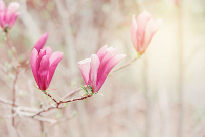 Close-up of pink flowering plant