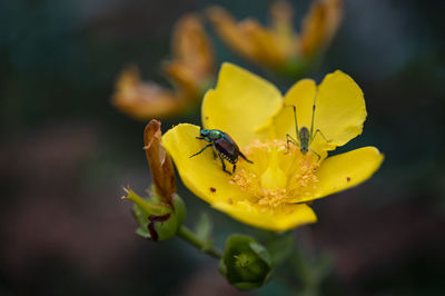 Close-up of insect on yellow flower