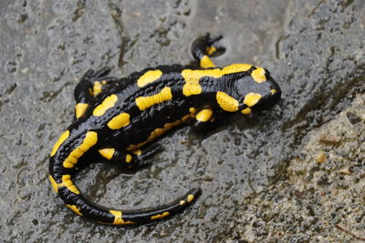 High angle view of lizard on land