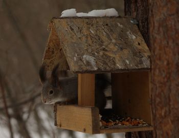 Close-up of squirrel on wood