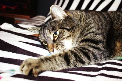 Close-up portrait of cat lying on bed