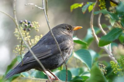 Blackbird songbird