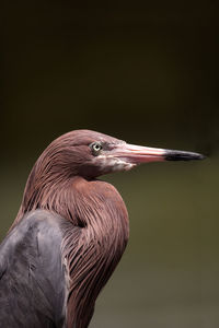 Close-up of a bird