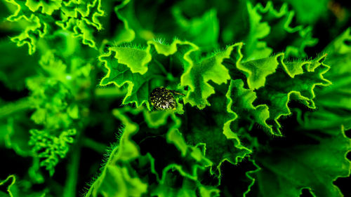 Close-up of insect on leaf