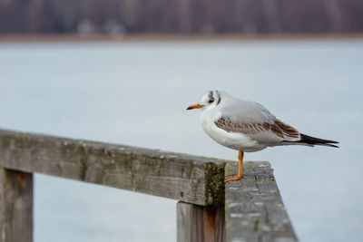 Close-up of seagull perching on wood