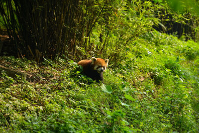 View of a cat on field
