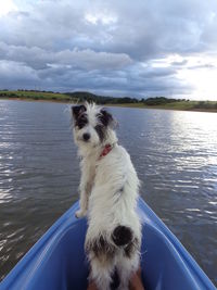 Dog sitting in sea against sky