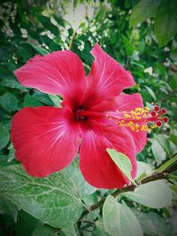 Close-up of red flower