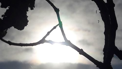 Low angle view of silhouette tree against sky