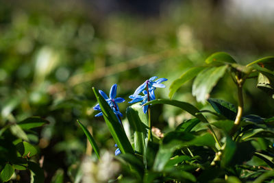 Close-up of purple flowering plant