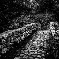 Steps amidst trees