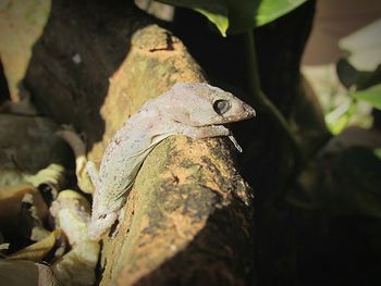 Close-up of lizard on leaf