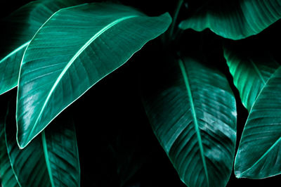 Close-up of leaves on plant