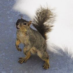 Portrait of squirrel