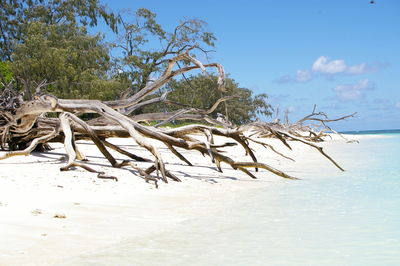 Driftwood at sandy beach against blue sky