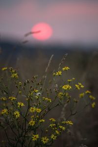 Close-up of plant growing on field against sky