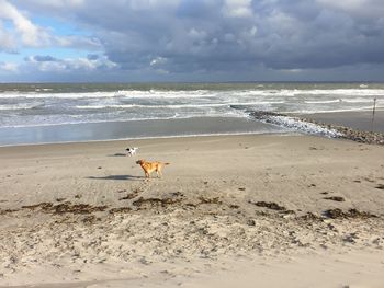 View of a dog on beach