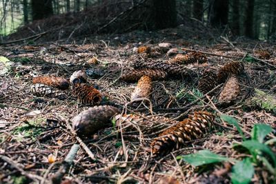 Close-up of pine cone on tree in forest