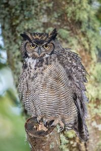 Portrait of owl perching outdoors