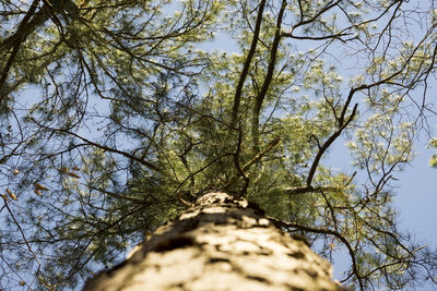 Low angle view of tree