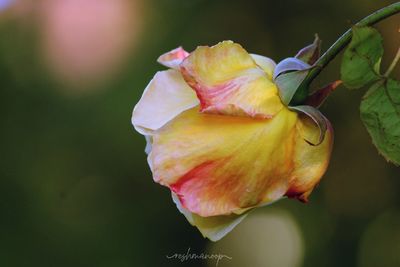 Close-up of rose flower