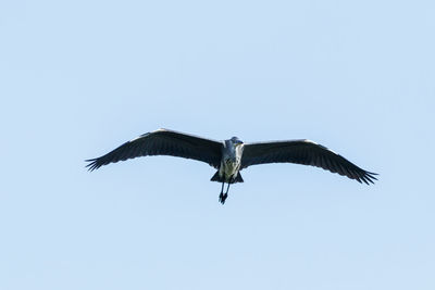 Low angle view of bird flying