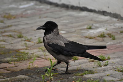 Close-up of bird perching on wood