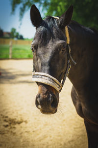 Close-up of a horse in the field