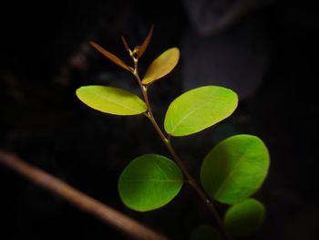 Close-up of leaves on plant