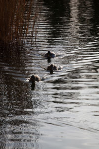 High angle view of ducks swimming in lake