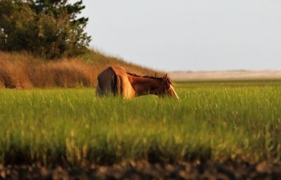 Horse in a field