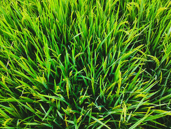 Full frame shot of corn field