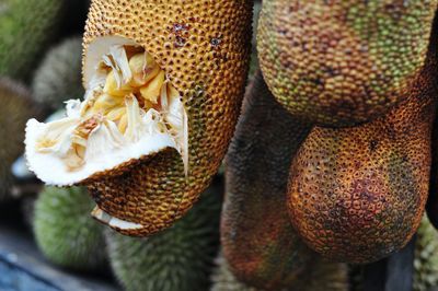 Close-up of fruits