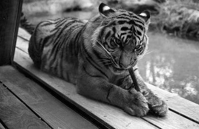 Cat relaxing on wood