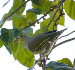 Low angle view of bird perching on branch