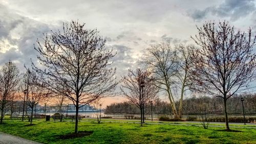 Bare trees on field against sky