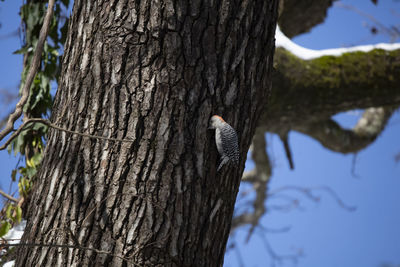 Low angle view of a bird