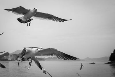 Seagulls flying over sea against sky