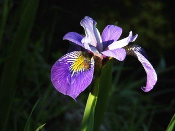 Close-up of purple flowers