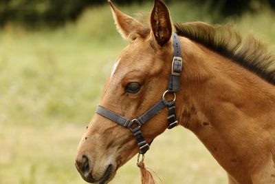 Close-up of horse standing on field