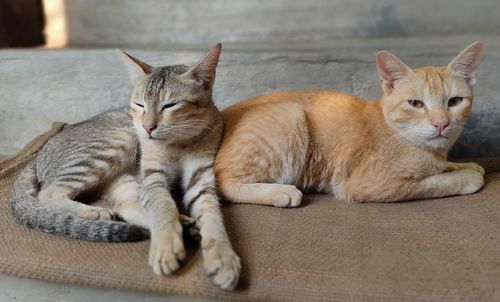 Cats resting