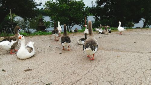 Close-up of birds