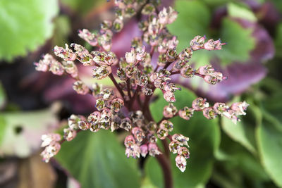 Close-up of white flowers