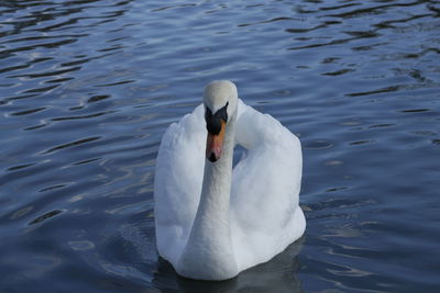 White Swan in