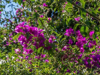 Close-up of pink flowering plants