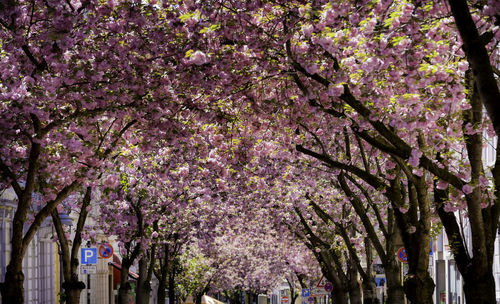 View of cherry blossom trees