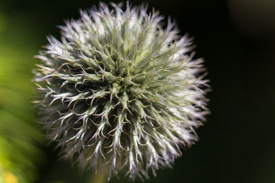Close-up of cactus flower