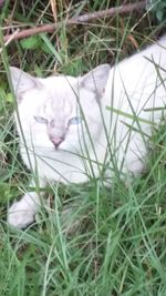 Cat in a field