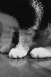 Close-up of cat relaxing on floor