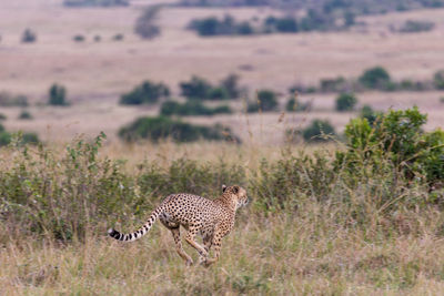 View of a cat on field